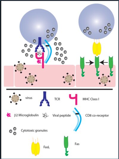 KGS DESNUDO CU 8 AWG (13.18M/  CD-8T